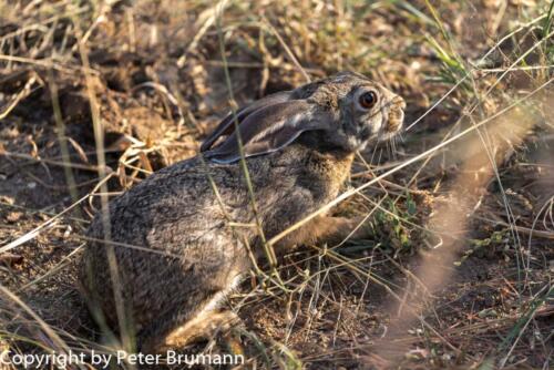 107 601A-A99M3-PBR00054