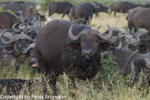 108 601A-A99M3-PBR00107