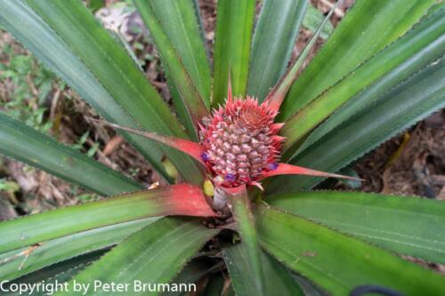 109 510RX100M3-06810