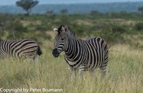 110 601A-A99M3-PBR00132