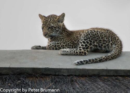 117 602A-A99M3-PBR00220_G12