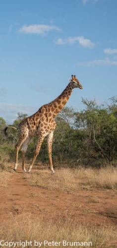 123 602A-A99M3-PBR00332