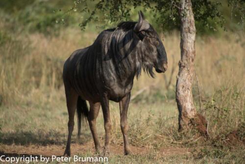 126 602A-A99M3-PBR00362