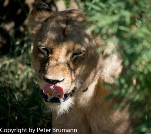 146 602A-A99M3-PBR00579