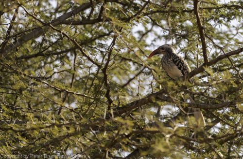 028-2005-2A99M2-07821