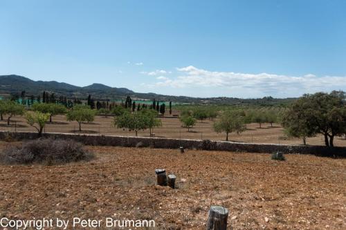 06-516-RX100M3-00748