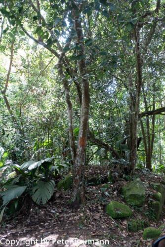 108  510RX100M3-06798