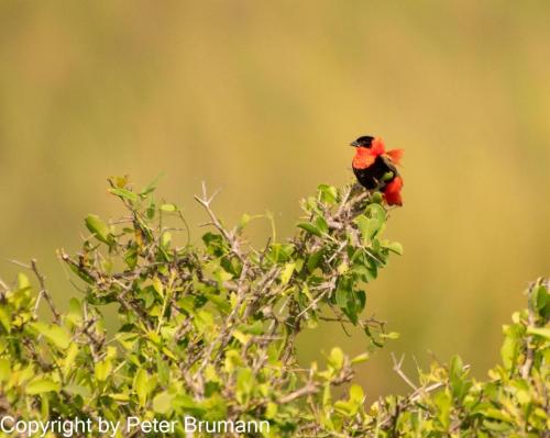 113-646aA99-09849-Bearbeitet