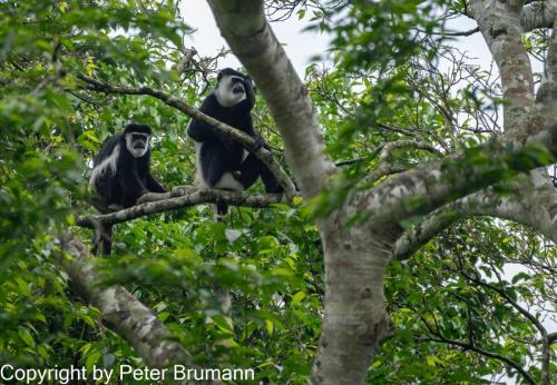 125-701aA99-00431-Bearbeitet