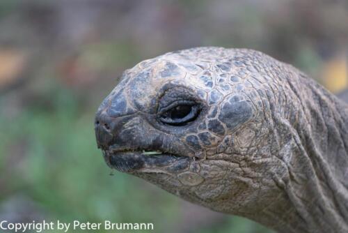 131  625aA99M2-01929