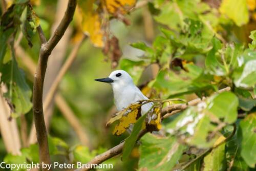 133  625aA99M2-01957