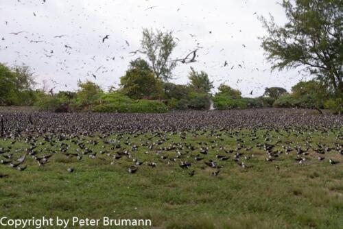 136  626aA99M2-02040