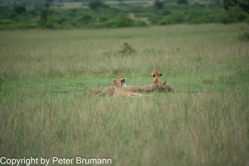 141-701aA99-00698-Bearbeitet