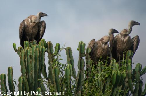 142-701aA99-00748-Bearbeitet