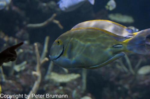 321  DA002-A77DBR-02098