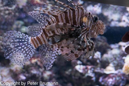 322  DA002-A77DBR-02112